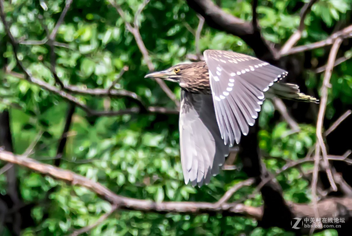 动物园拍鸟(佳能2倍III代增倍镜拍摄）