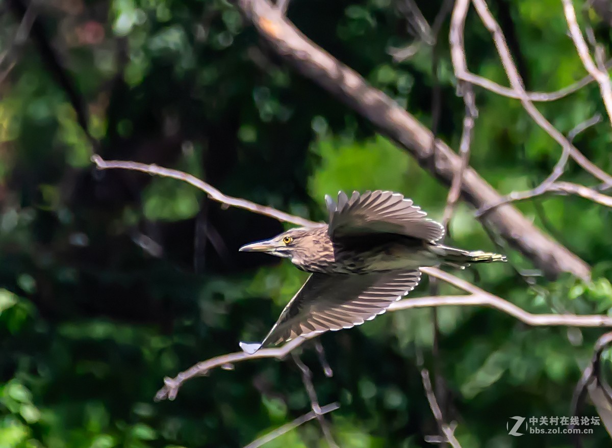 动物园拍鸟(佳能2倍III代增倍镜拍摄）