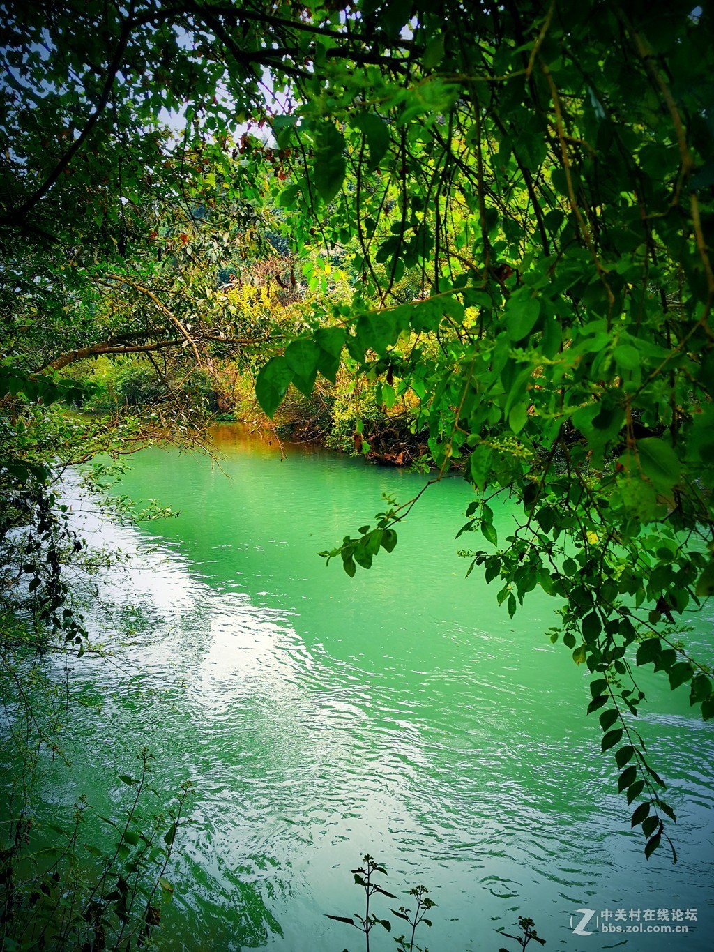 碧绿的河面图片