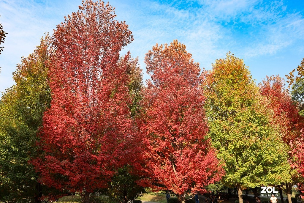 #ZOL月赛晒秋# --望秋