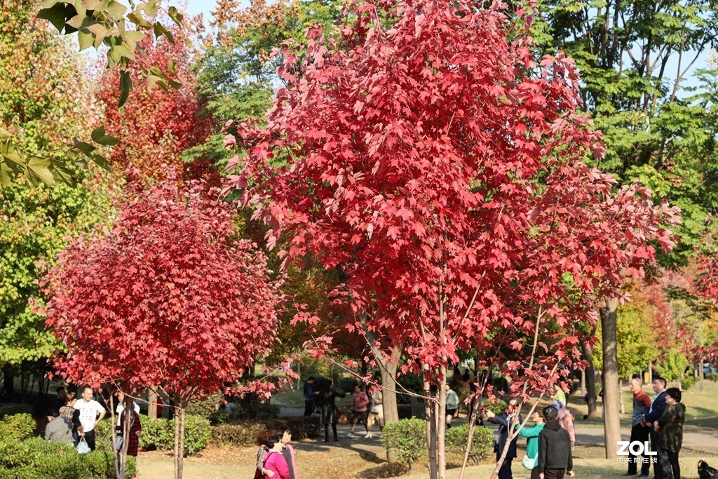 #ZOL月赛晒秋# --望秋