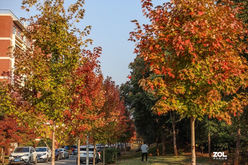 #ZOL月赛晒秋# --望秋