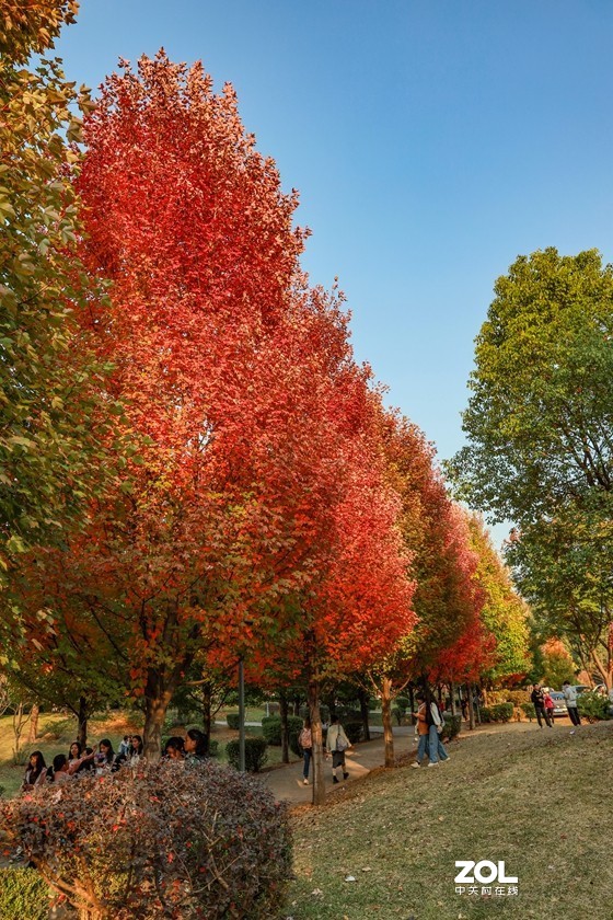 #ZOL月赛晒秋# --望秋