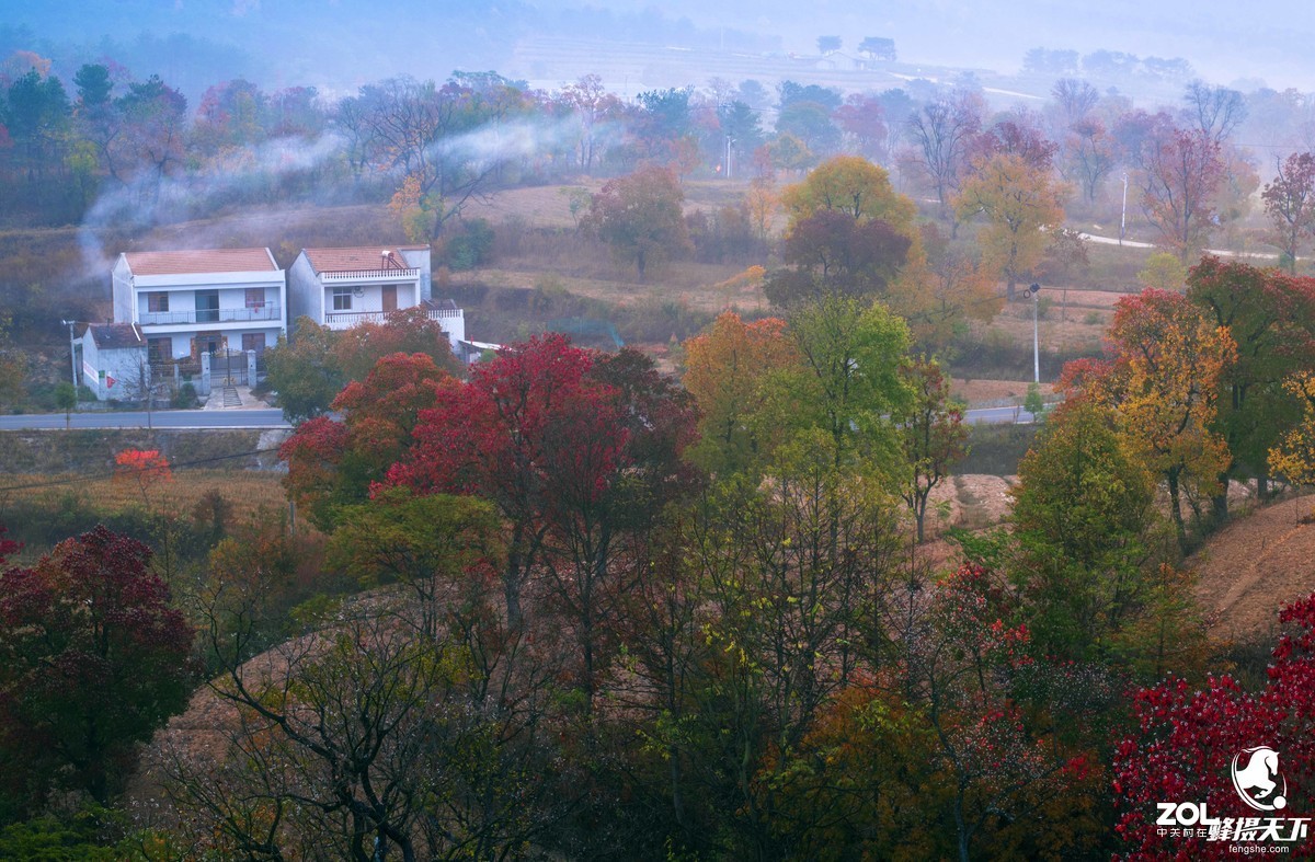 蜂摄天下——大悟乌桕红叶