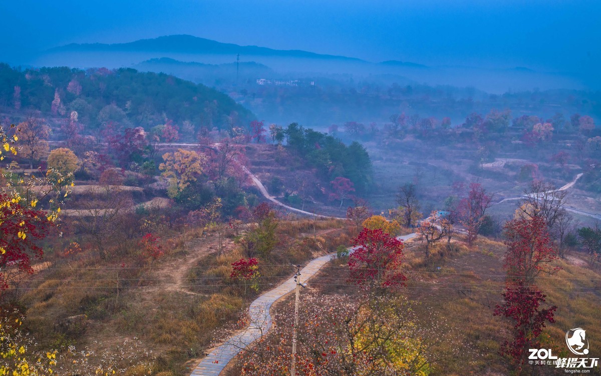蜂摄天下——大悟乌桕红叶