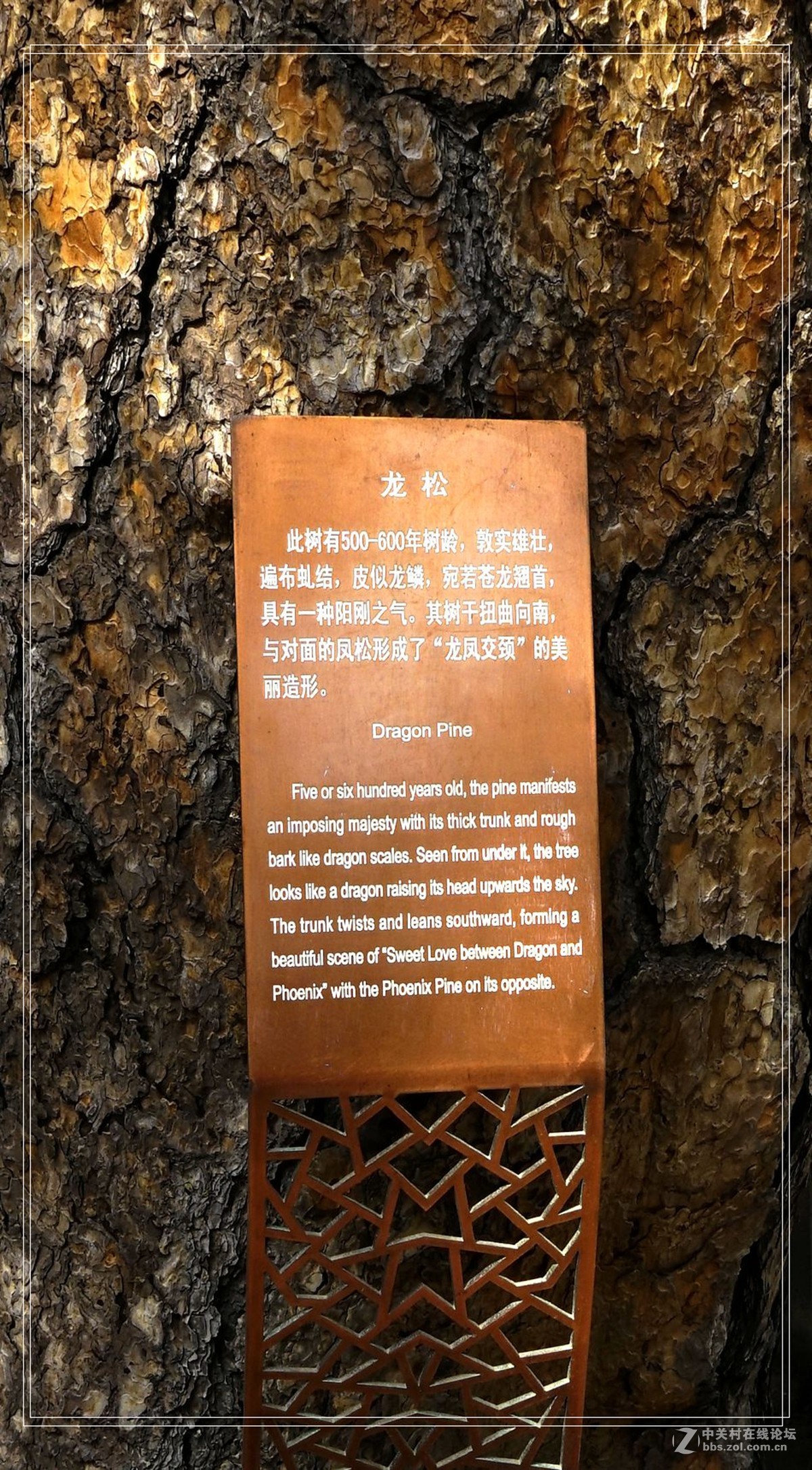 戒台寺——欣赏古树