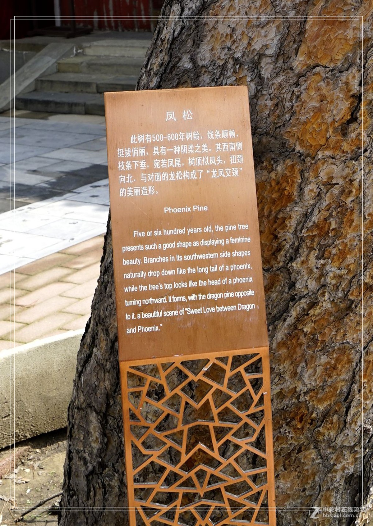 戒台寺——欣赏古树