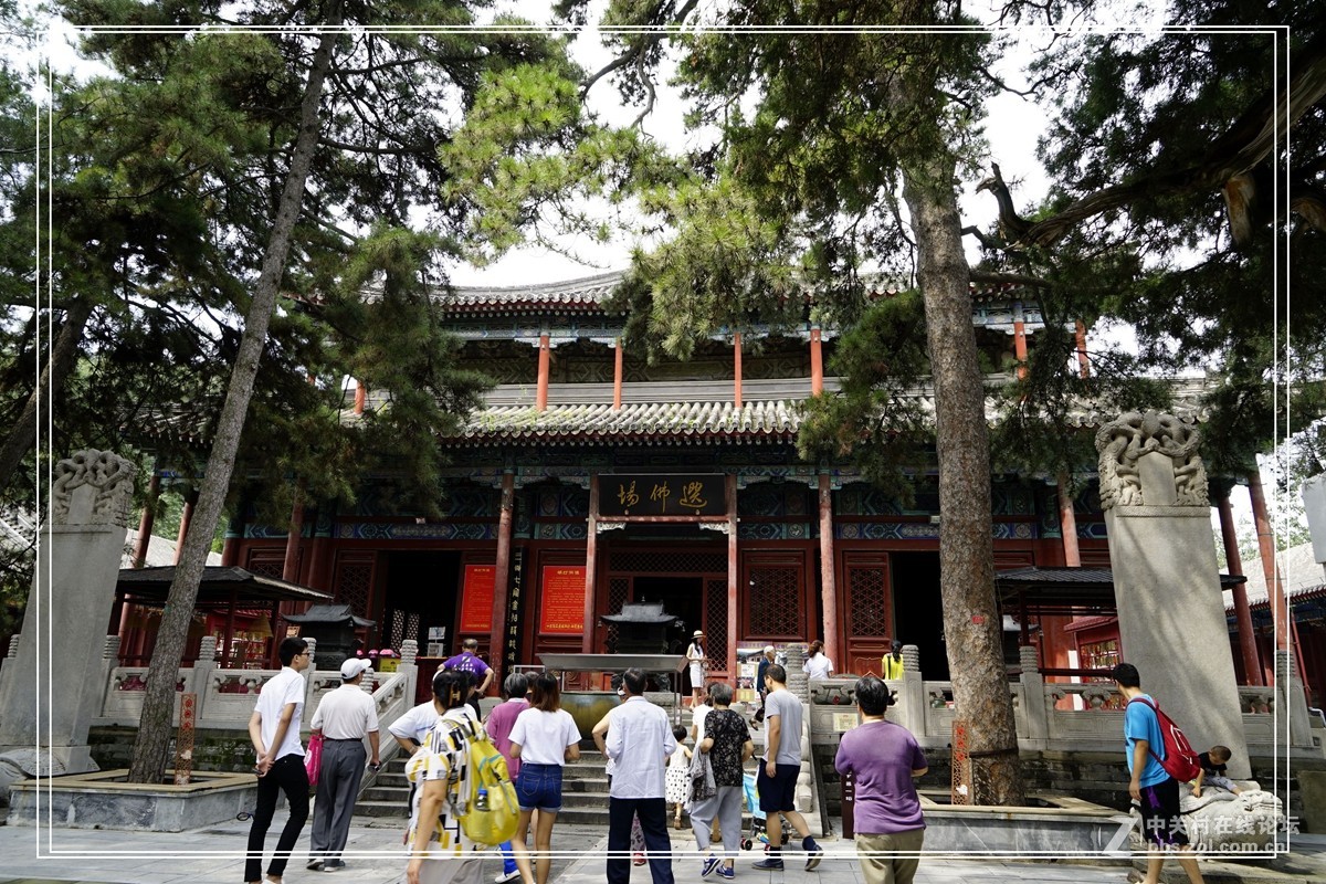 戒台寺——欣赏古树