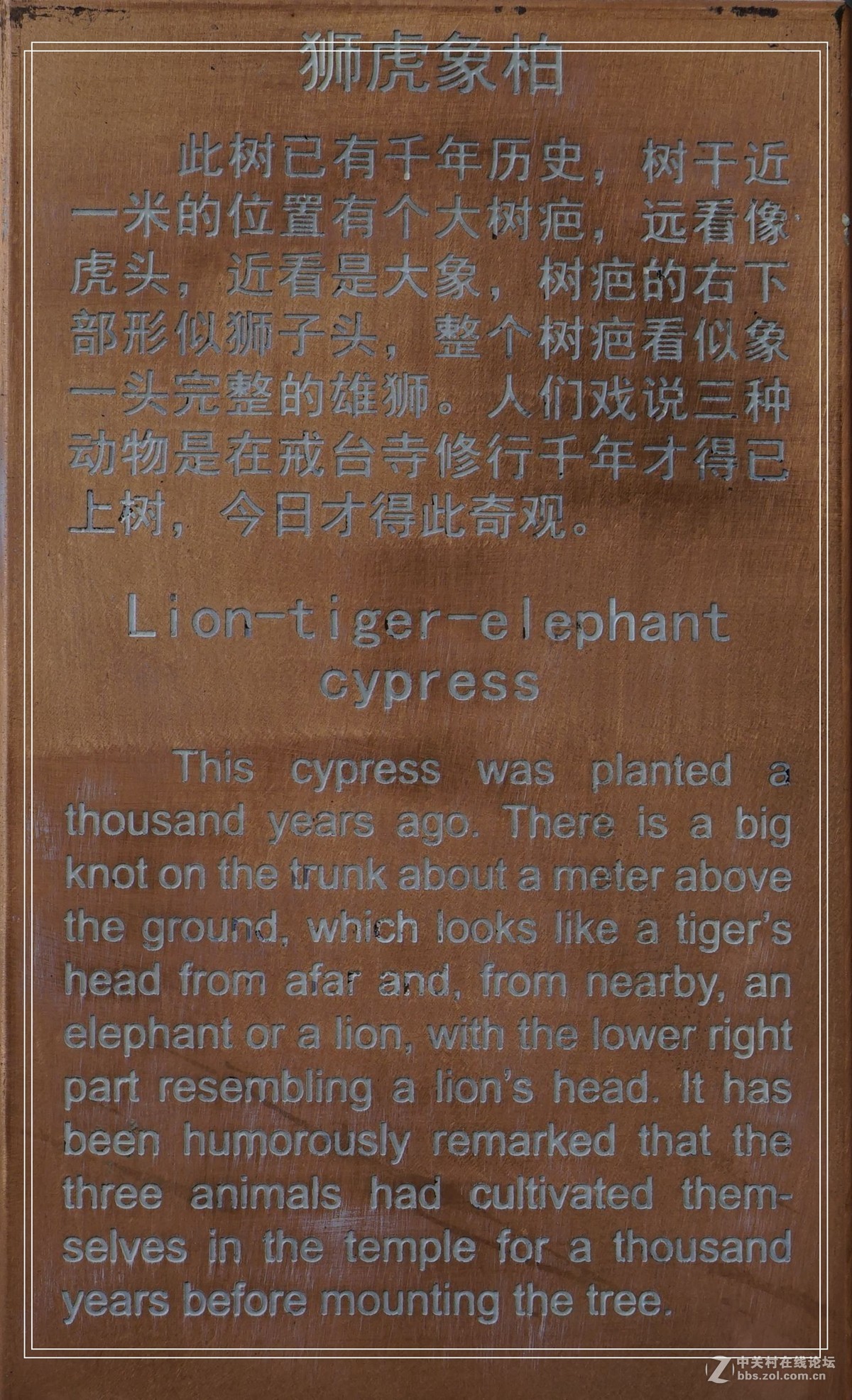 戒台寺——欣赏古树