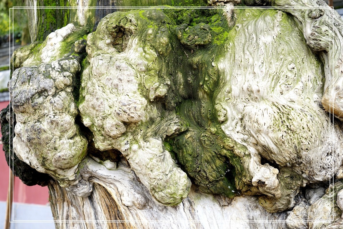 戒台寺——欣赏古树