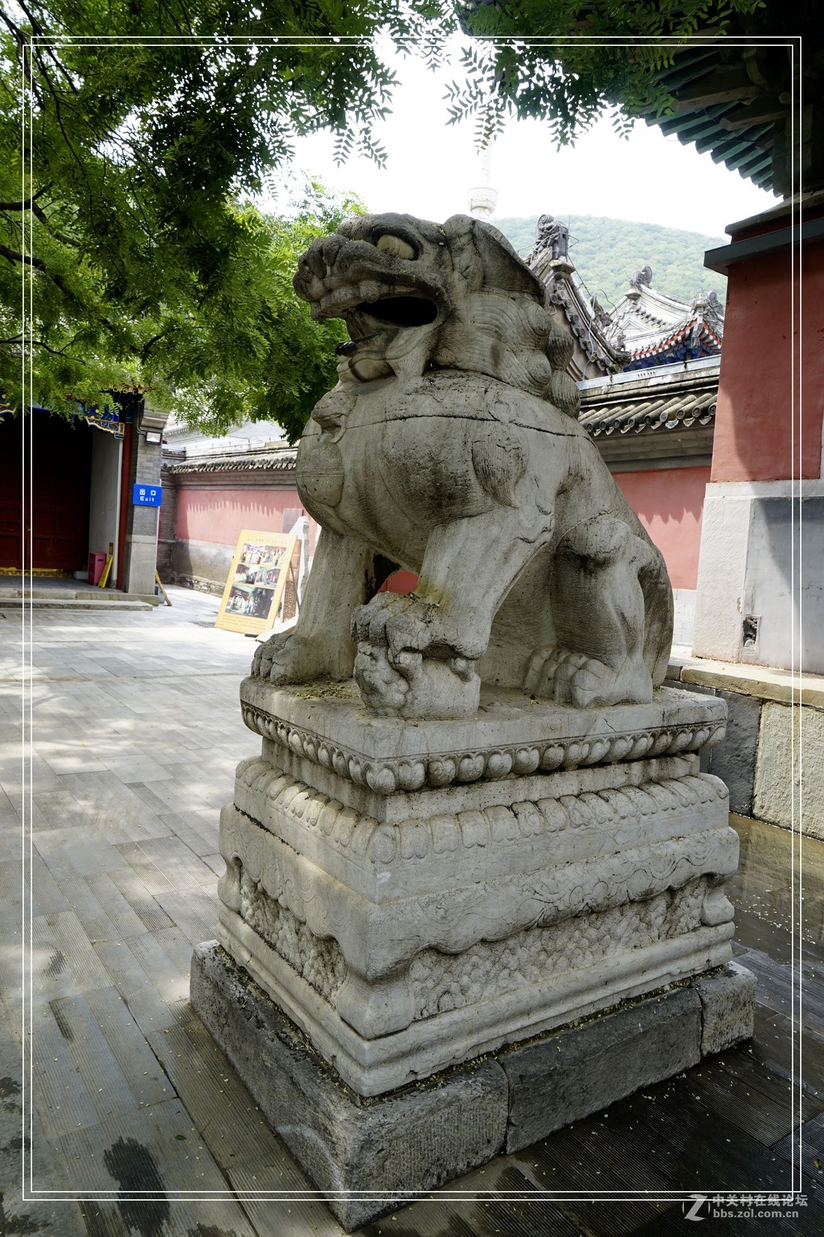 戒台寺——欣赏古树