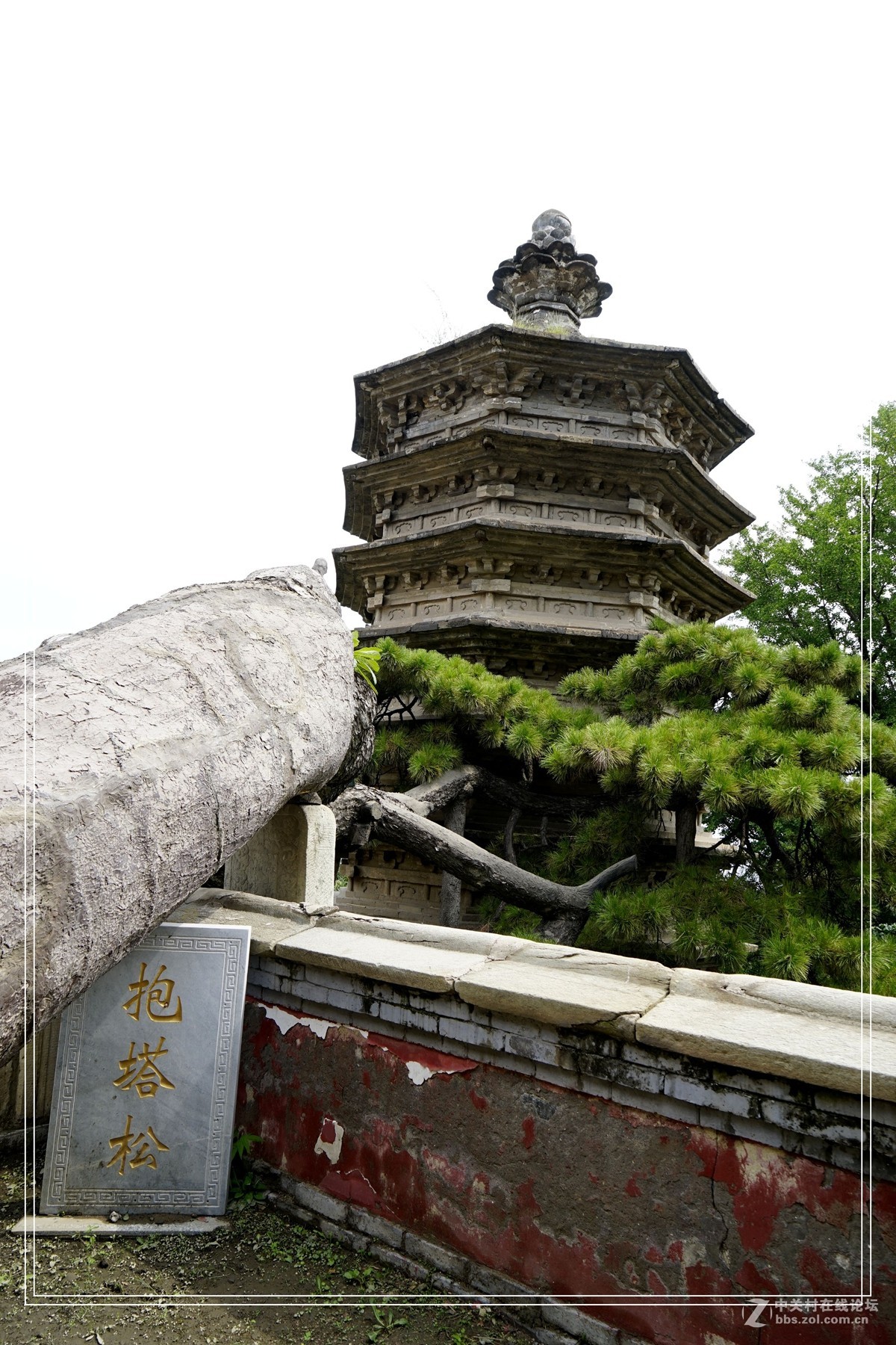 戒台寺——欣赏古树