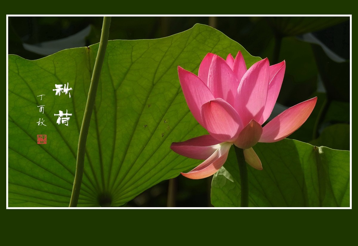 靓丽的秋荷