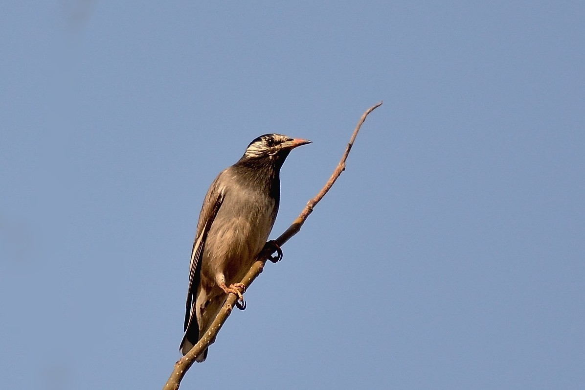 #版主坐堂#小五星空(中国)2018年一月精品荟萃