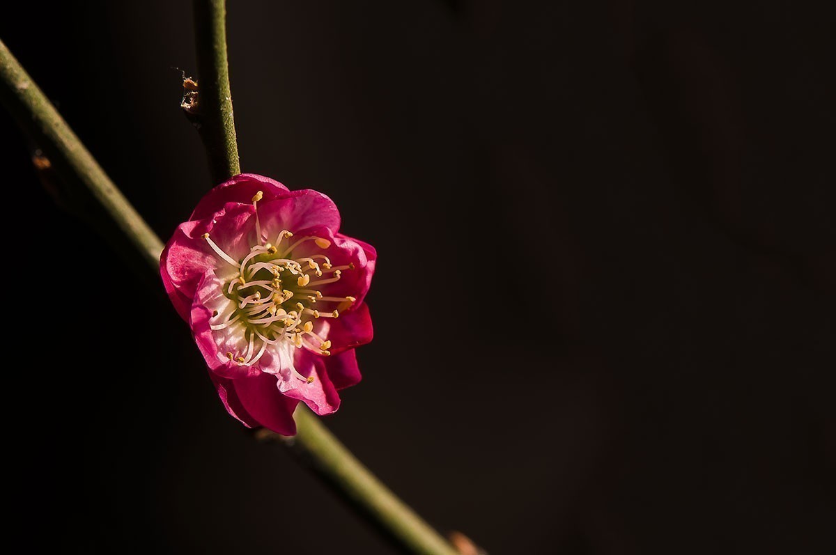 #版主坐堂#小五星空(中国)2018年一月精品荟萃