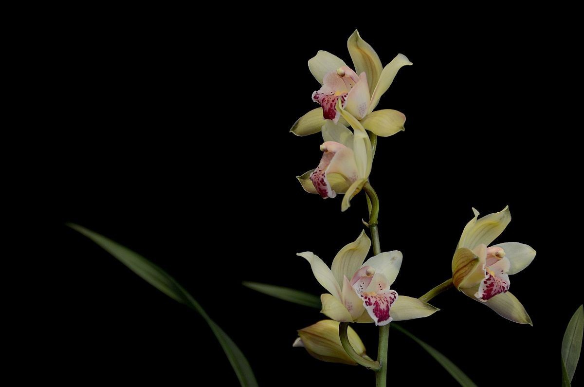 #版主坐堂#小五星空(中国)2018年一月精品荟萃