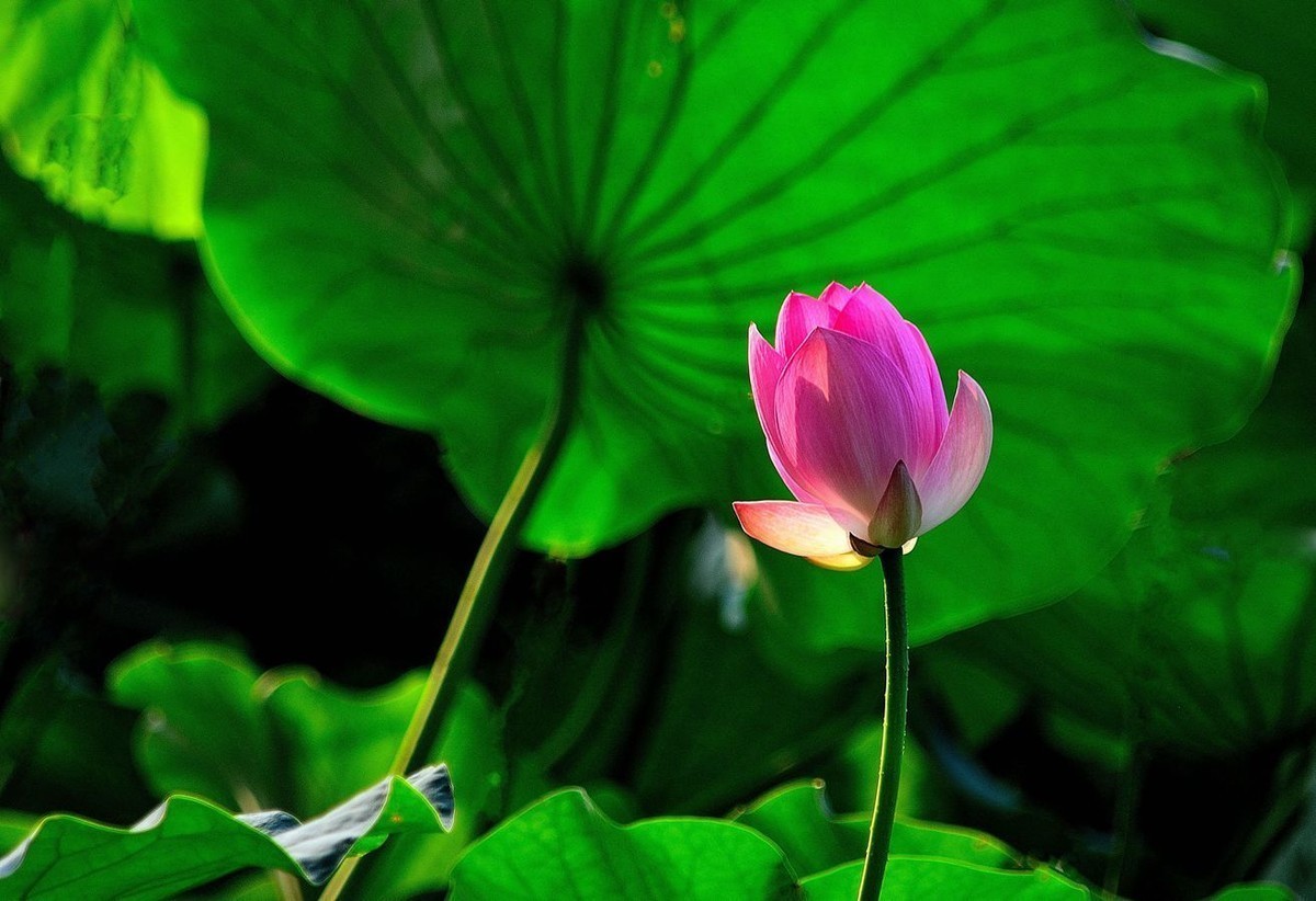 #版主坐堂#小五星空(中国)2018年一月精品荟萃