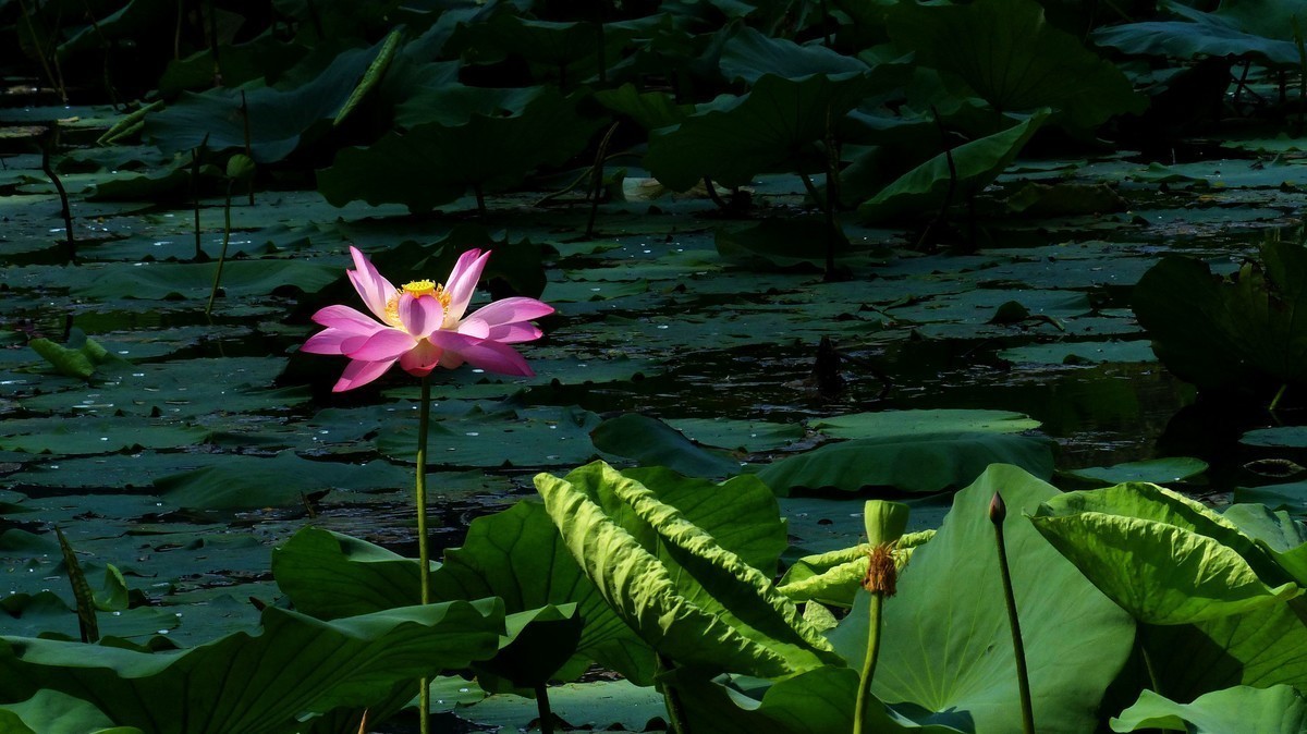 #版主坐堂#小五星空(中国)2018年一月精品荟萃
