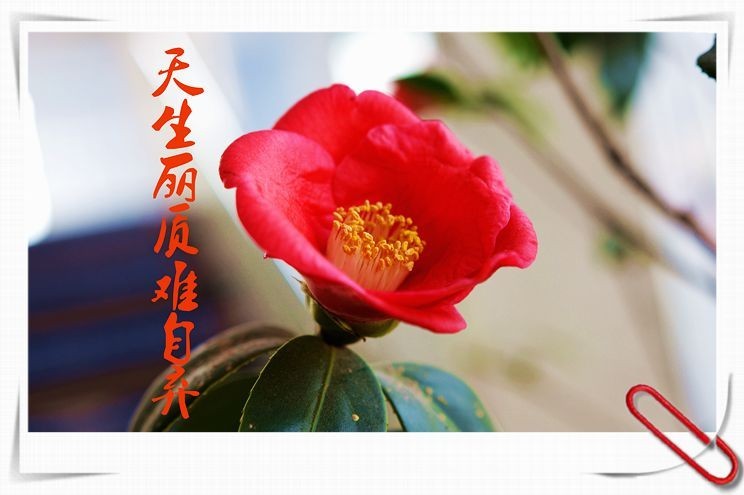 新入适马18-35镜头试镜（七）