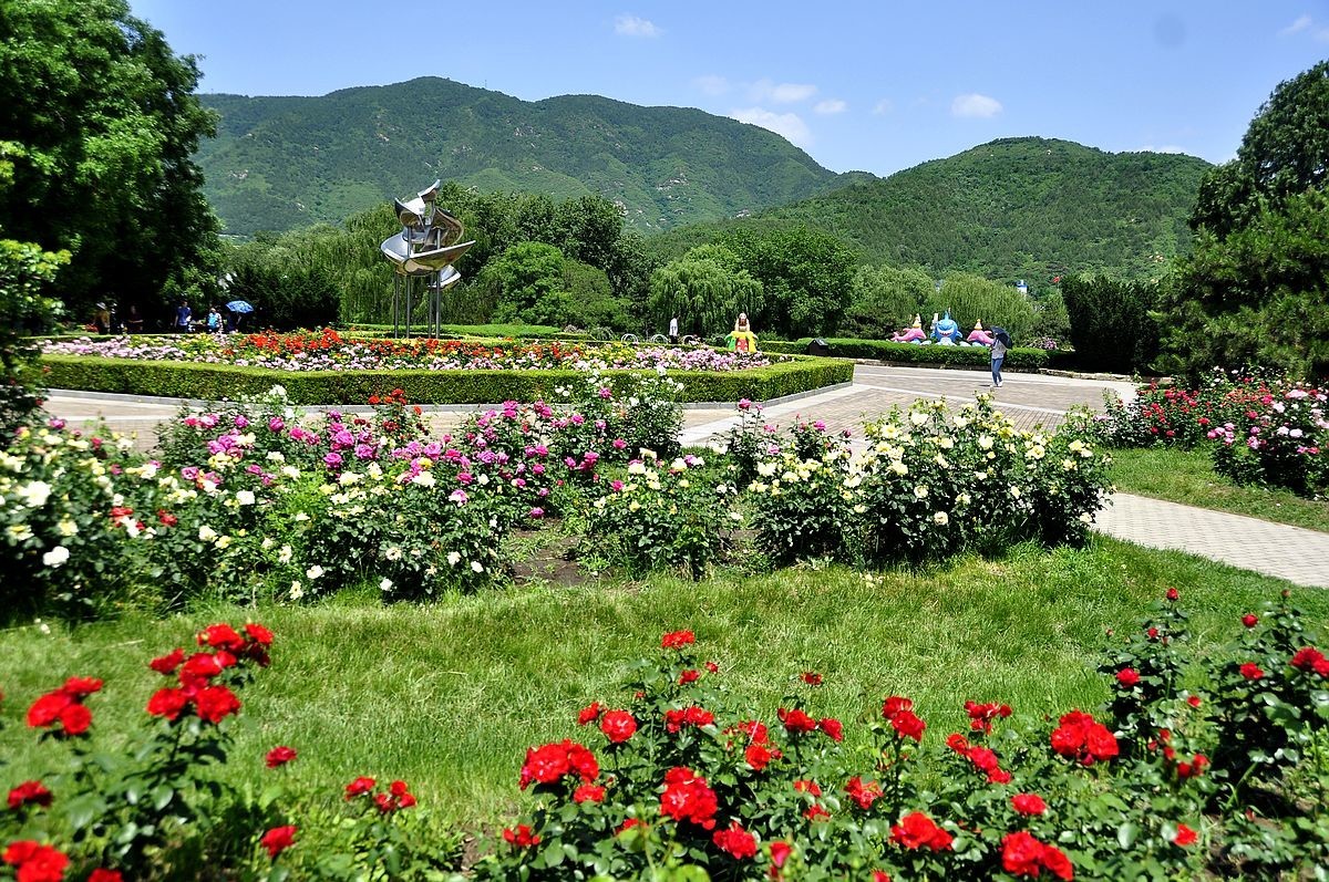 西山植物园月季风景片