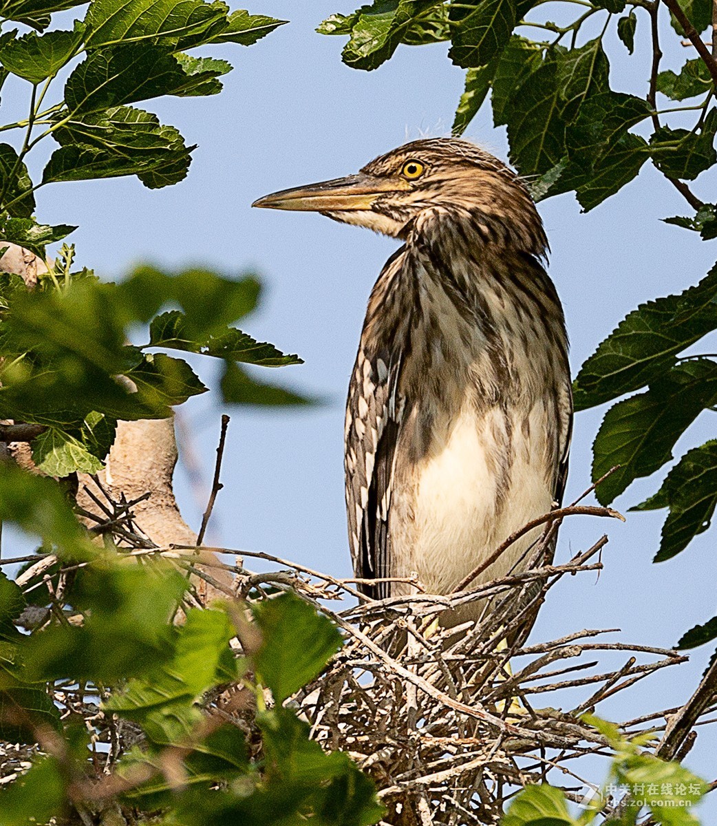 动物园拍鸟(佳能2倍III代增倍镜拍摄）