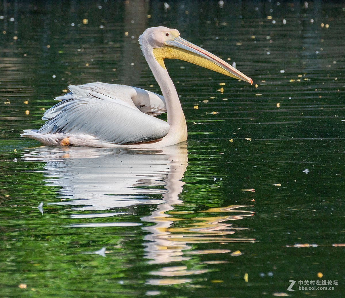 动物园拍鸟(佳能2倍III代增倍镜拍摄）