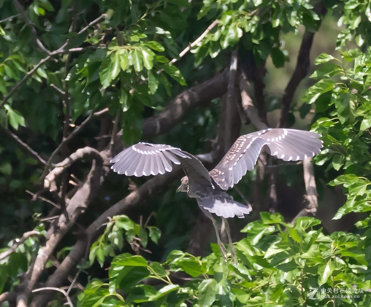 动物园拍鸟(佳能2倍III代增倍镜拍摄）