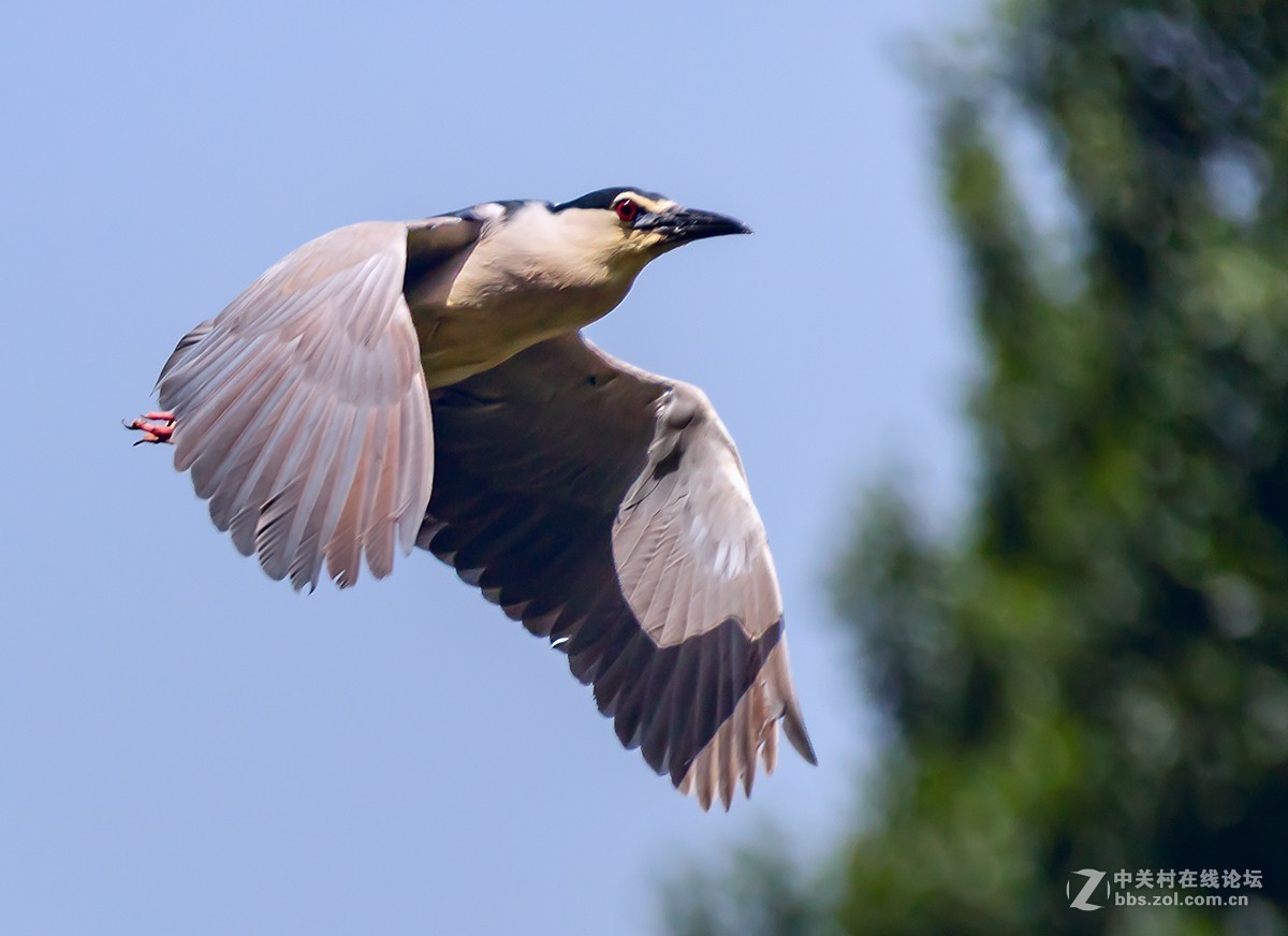 动物园拍鸟(佳能2倍III代增倍镜拍摄）