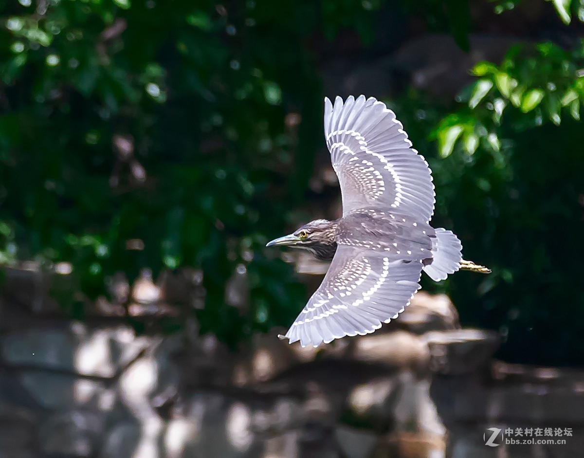 动物园拍鸟(佳能2倍III代增倍镜拍摄）
