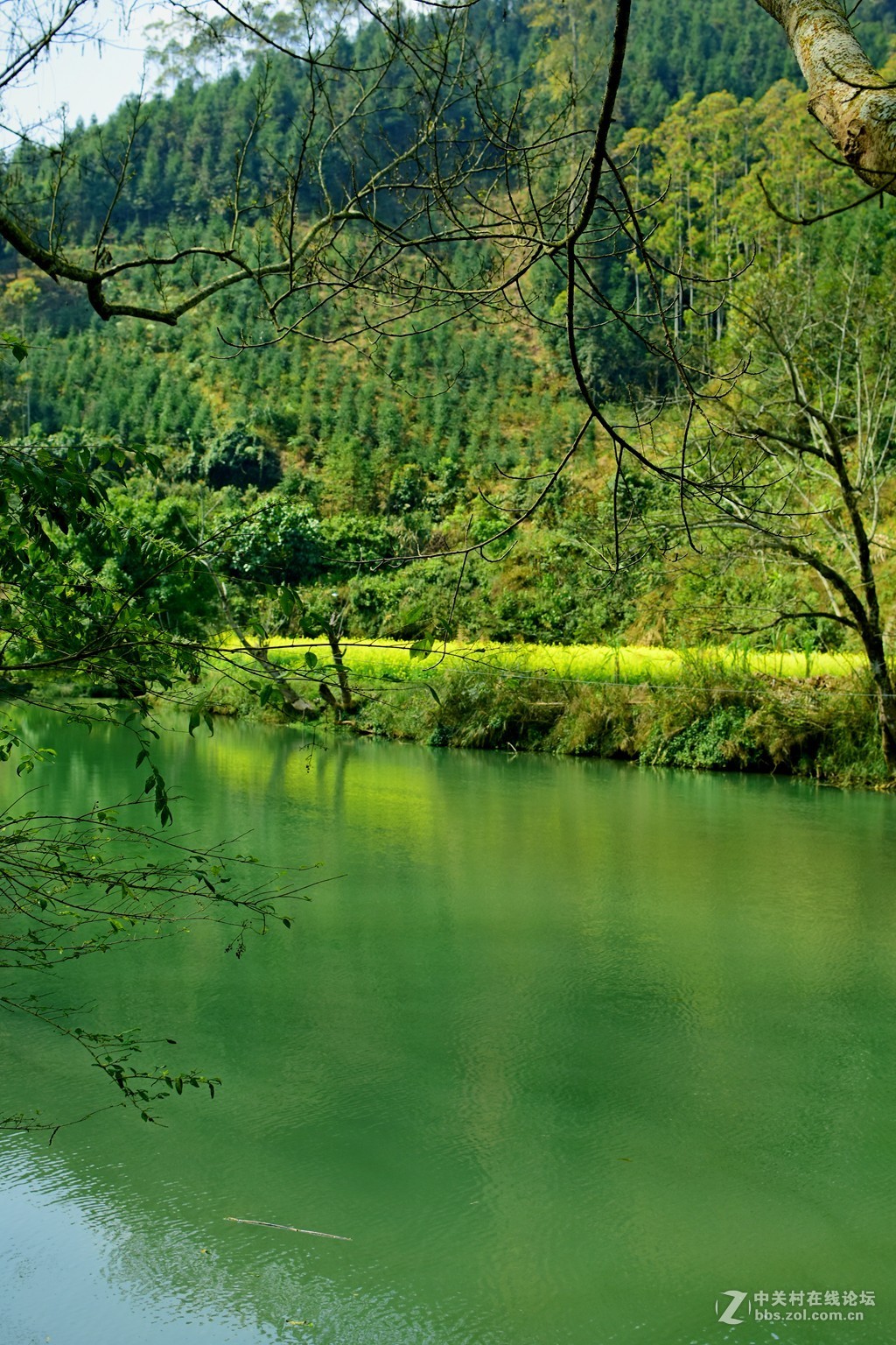 碧绿的河面图片
