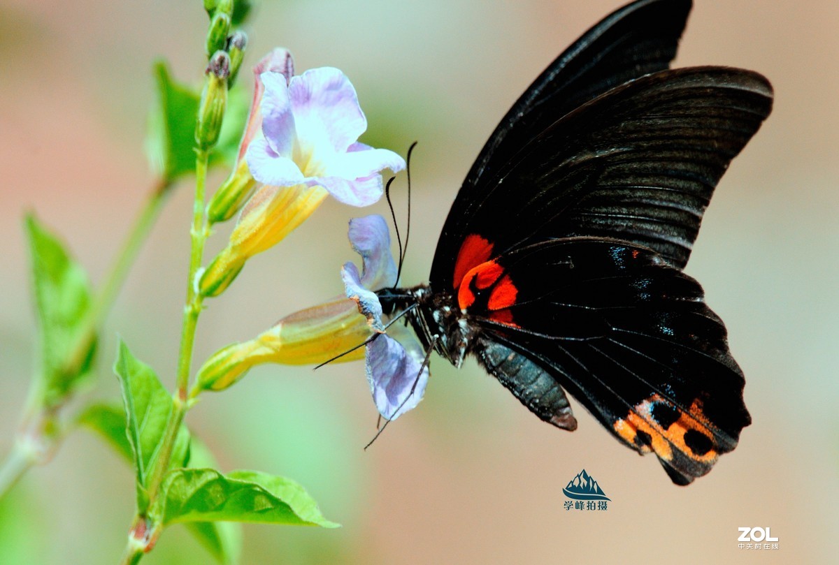 尼康TC-17E增倍镜再试