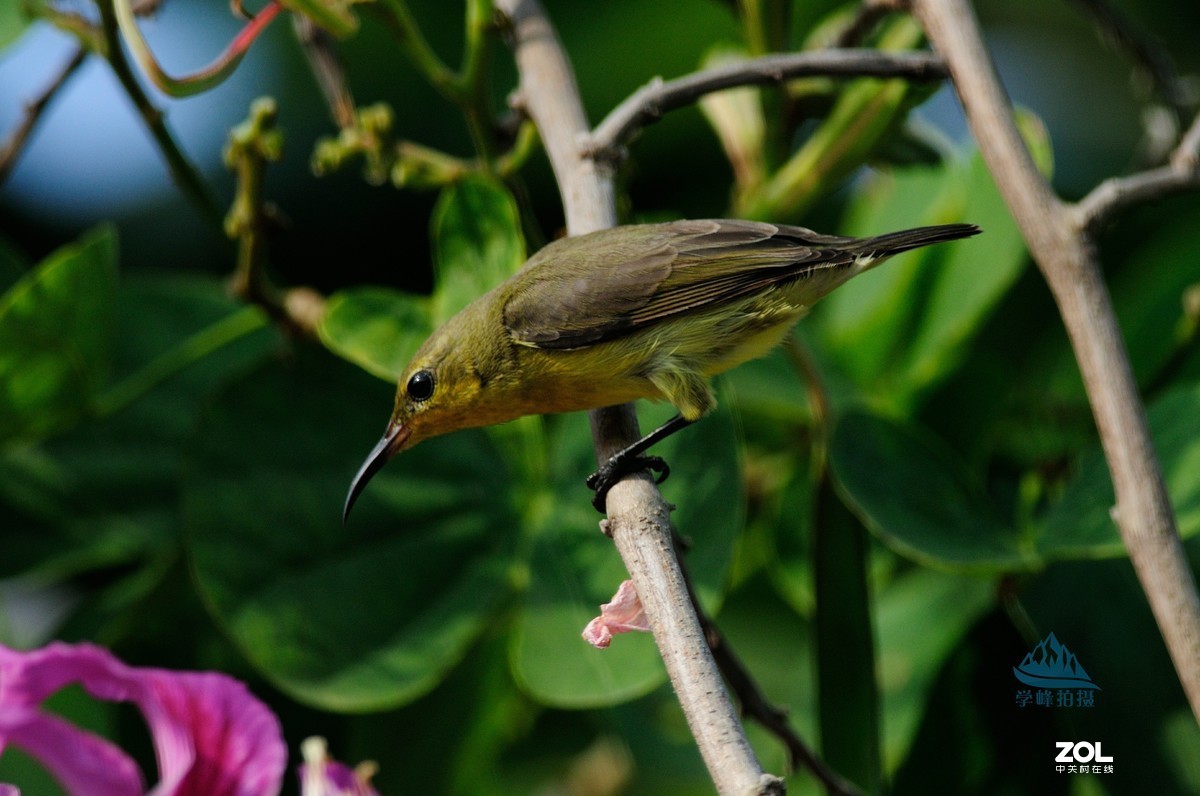 尼康TC-17E增倍镜再试