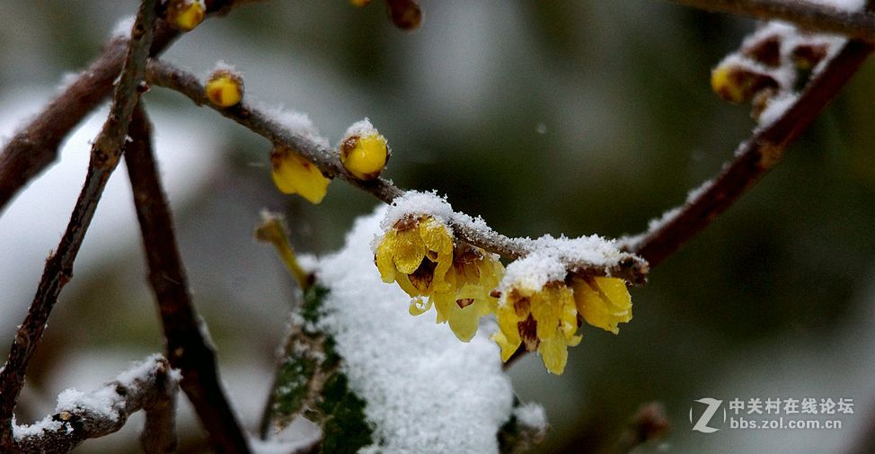 雪打腊梅