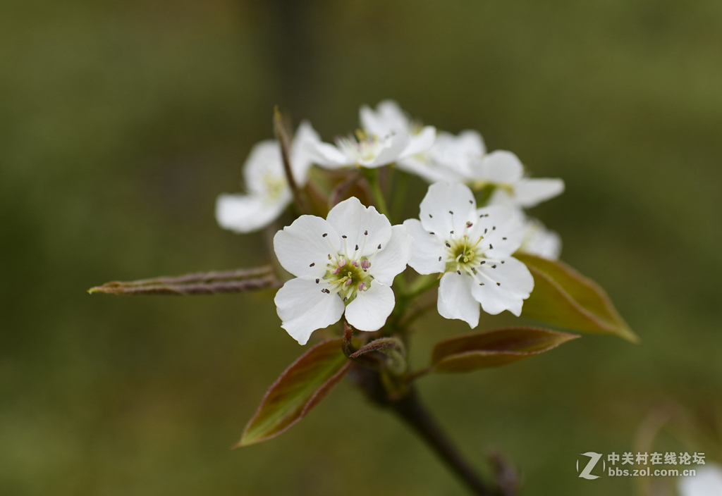 35镜头下的桃花和梨花（无PS)