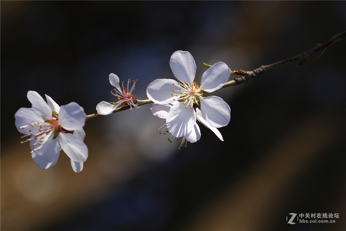 桃花1.