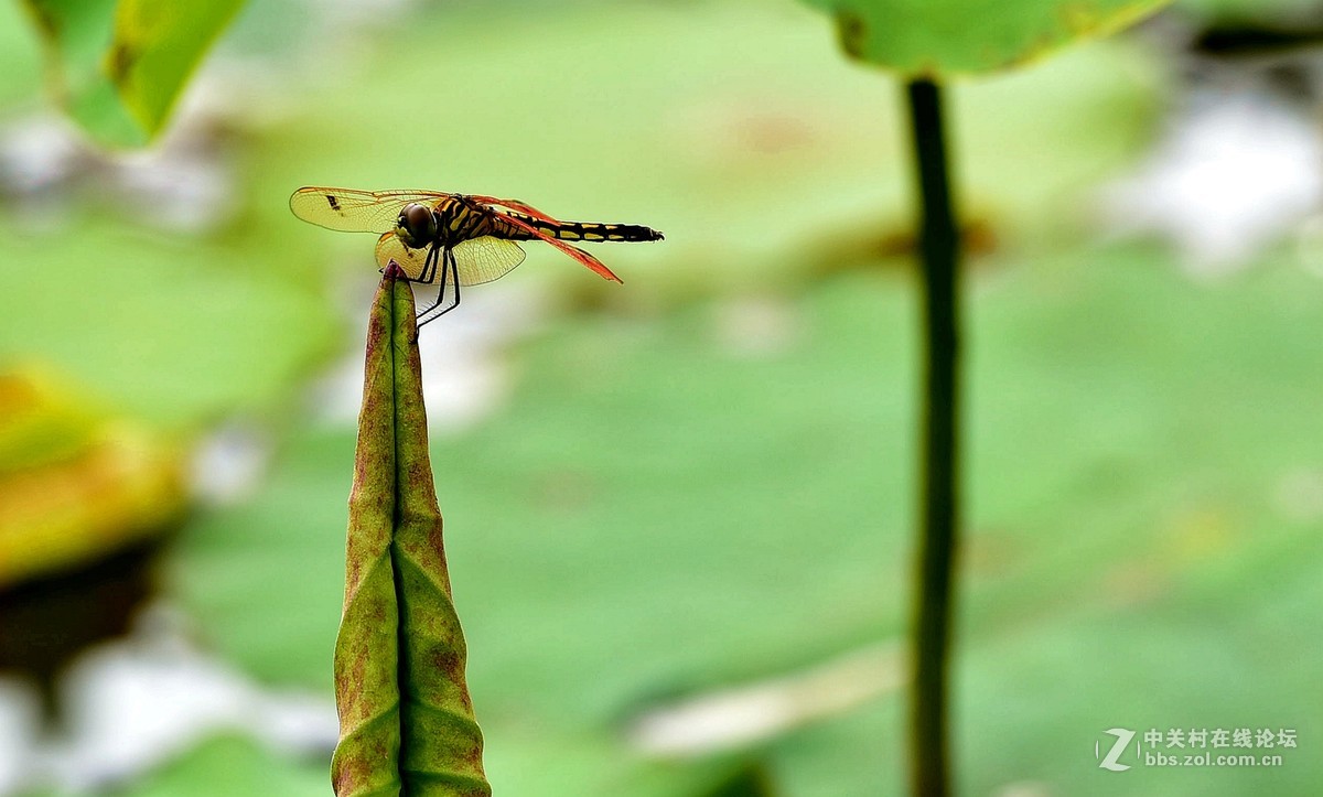 荷香引的青蜓来：二