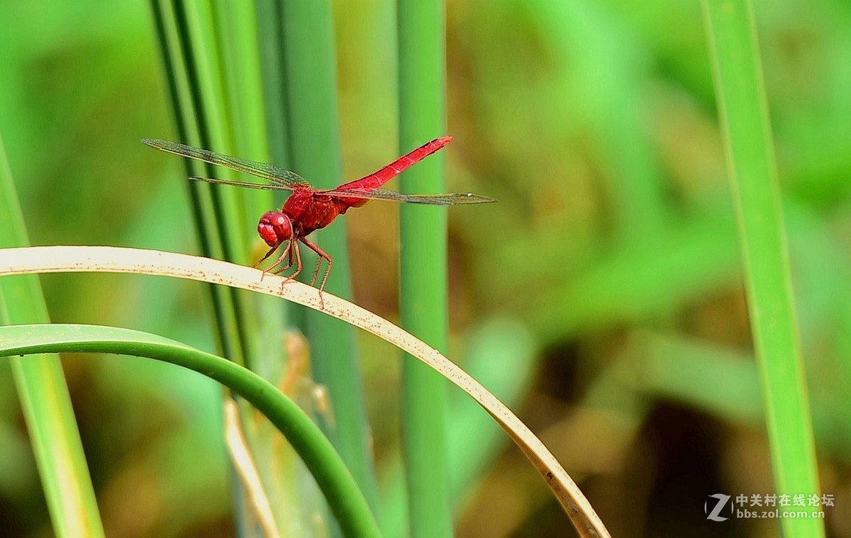 荷香引的青蜓来：二