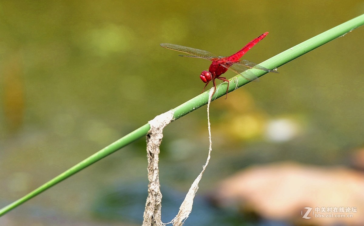 荷香引的青蜓来：二