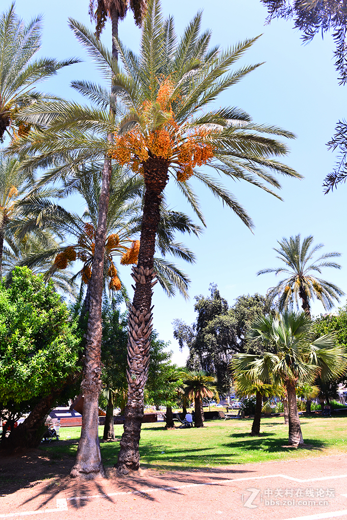 以色列旅游（13）-------特拉维夫街头