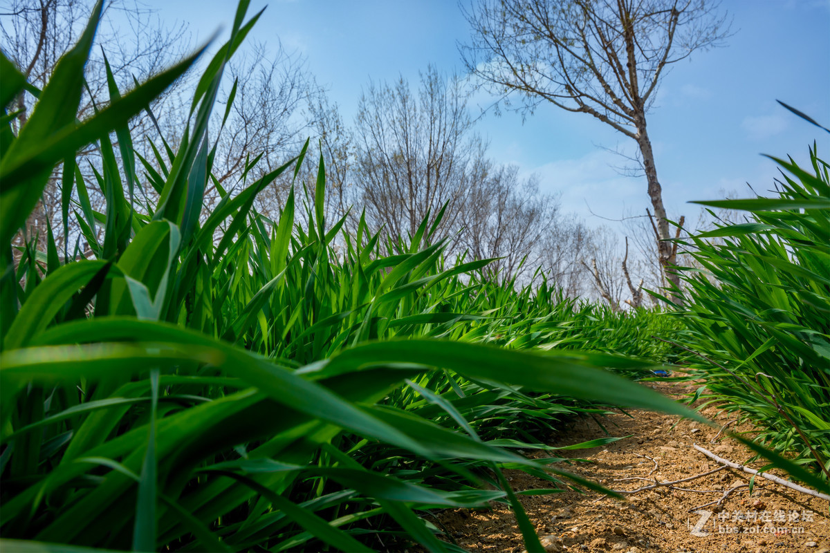 春天拍的几张杂片~！