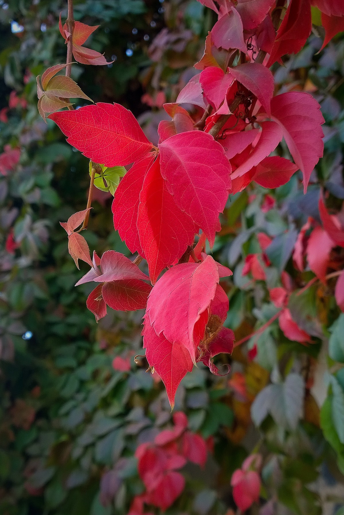 花卉杂拍一组【诺基亚1020】