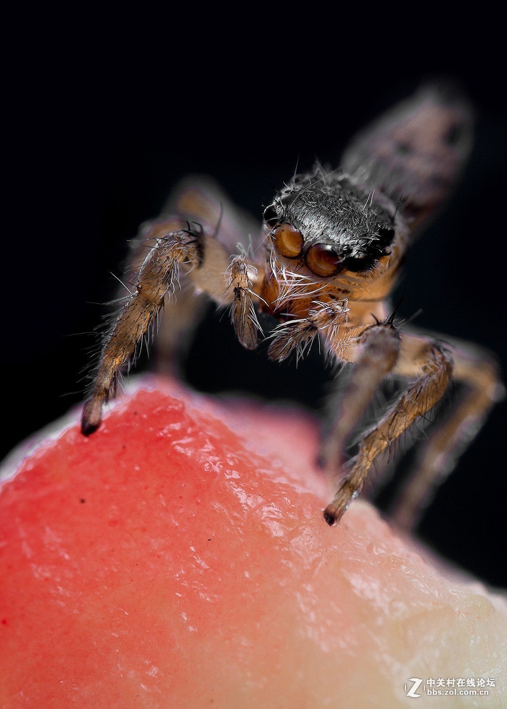 #版主坐堂#2018年8月微距摄影星空(中国)精华作品集锦