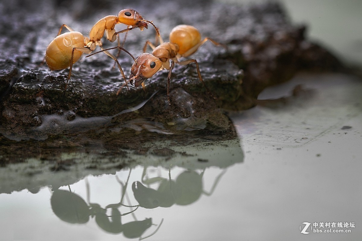 #版主坐堂#2018年8月微距摄影星空(中国)精华作品集锦