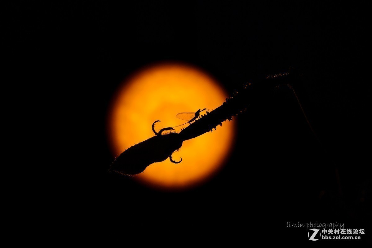 #版主坐堂#2018年8月微距摄影星空(中国)精华作品集锦