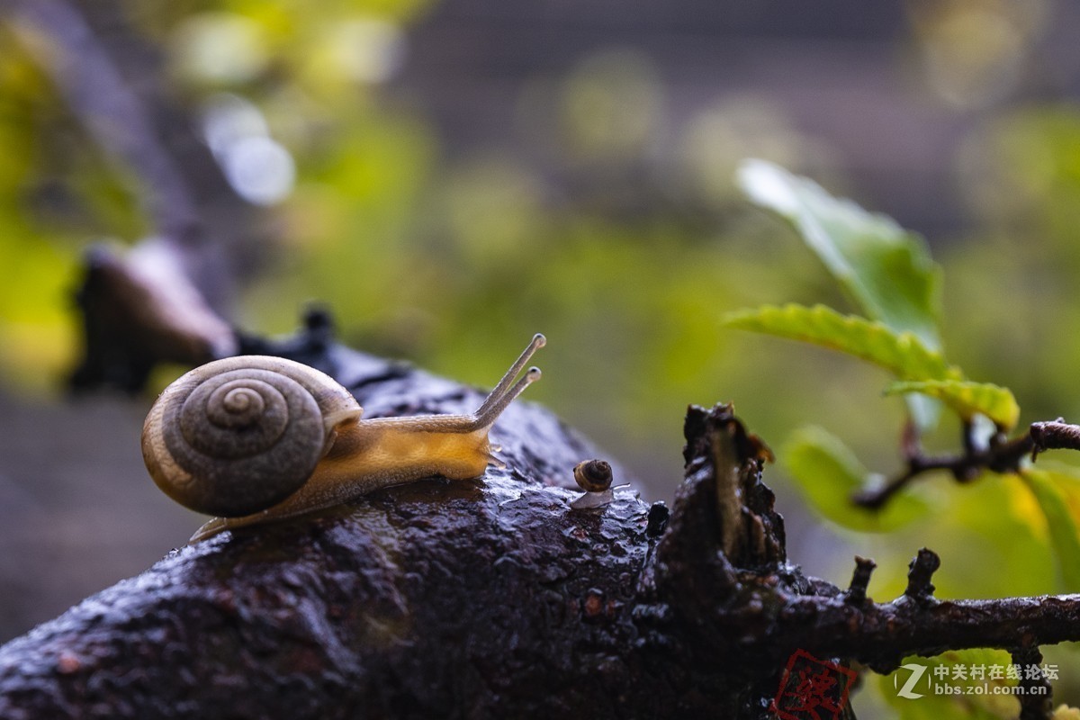#版主坐堂#2018年8月微距摄影星空(中国)精华作品集锦