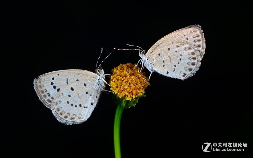#版主坐堂#2018年8月微距摄影星空(中国)精华作品集锦