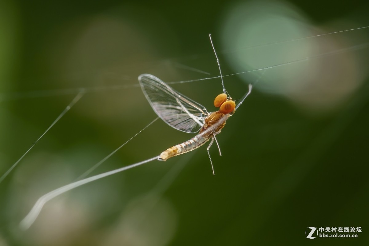 #版主坐堂#2018年8月微距摄影星空(中国)精华作品集锦