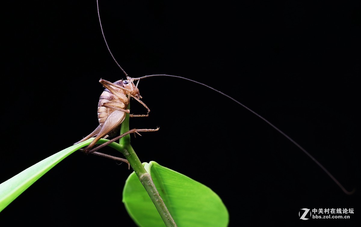 #版主坐堂#2018年8月微距摄影星空(中国)精华作品集锦