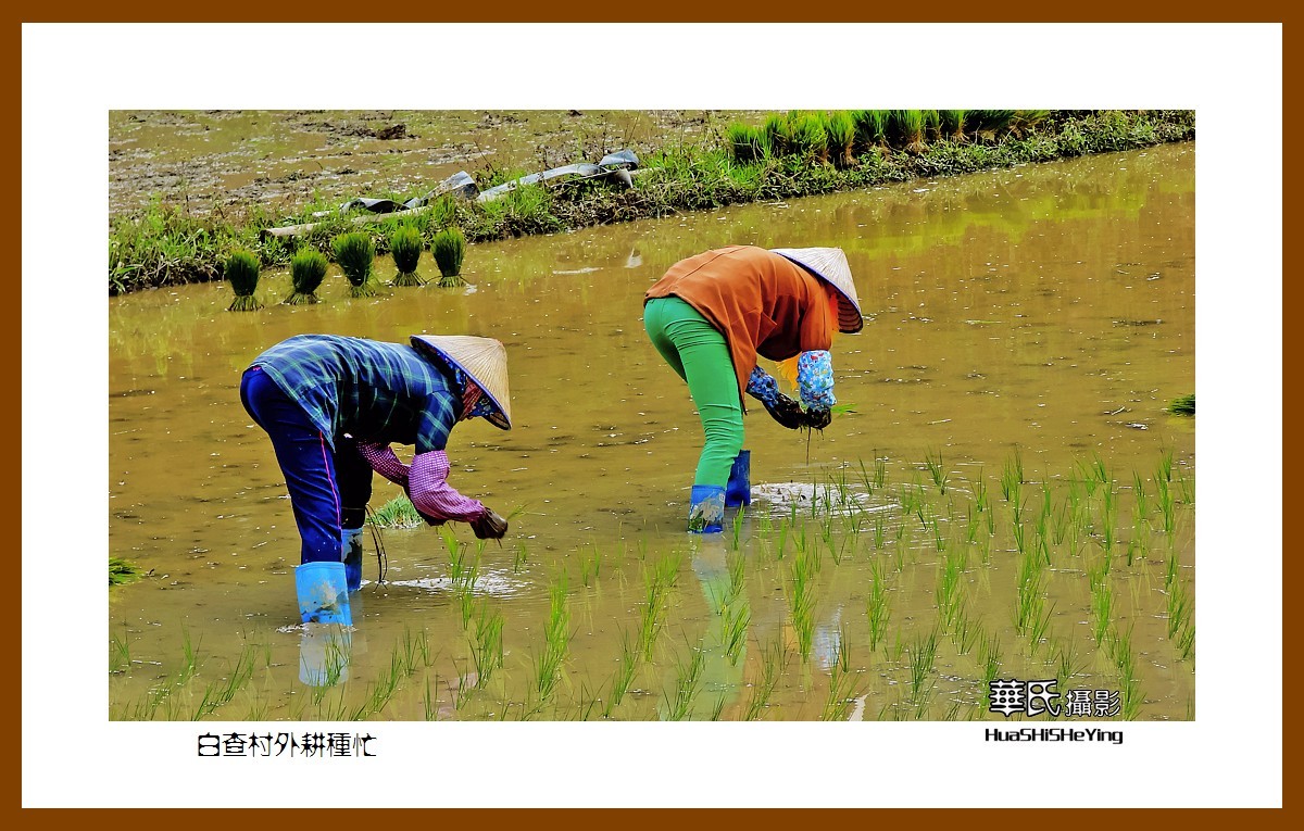 海南岛旅游——白查村外耕种忙（海南岛东方市江边乡）