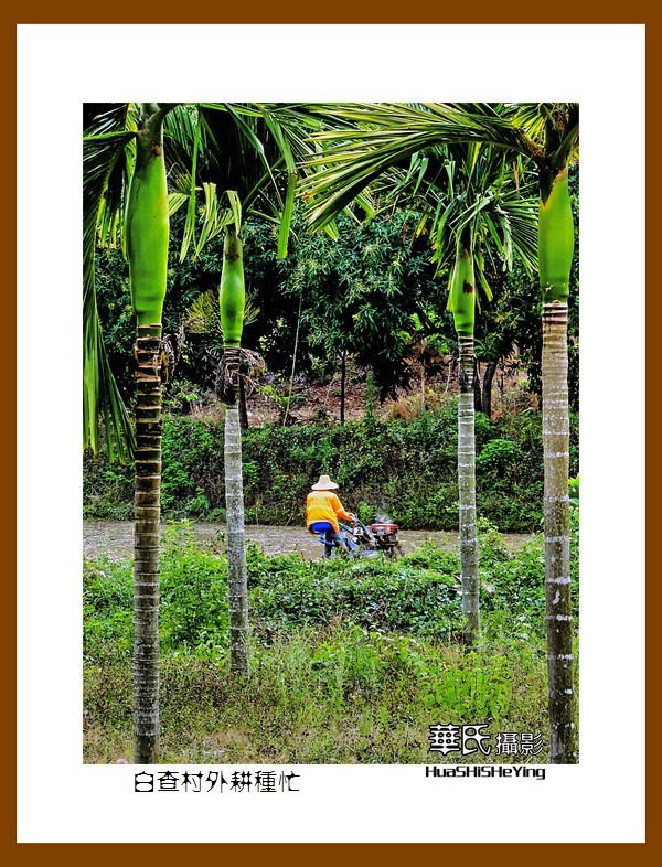 海南岛旅游——白查村外耕种忙（海南岛东方市江边乡）